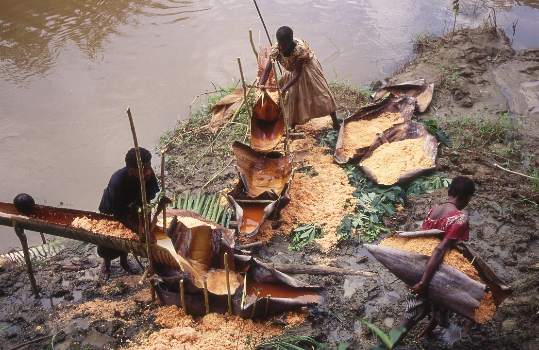 Other woFemmes portant le sagou au bord de la rivière où une série de plateformes de lavage ont été construites pour laver la pulpe du sagou et en séparer l'amidon (Papouasie).men carried the sago to the riverbank where a series of washing platforms had been built the day before